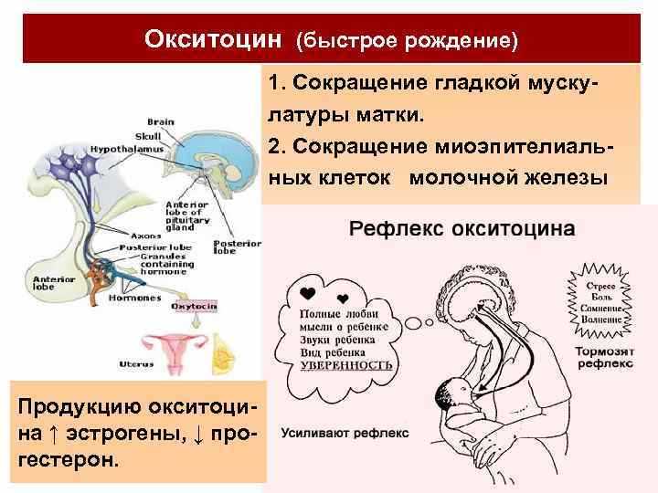 Его роль в послеродовом периоде